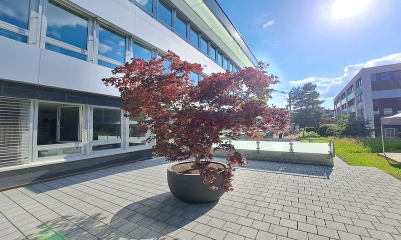 brick paved garden with a tree in a large pot, building with glass windows in the background