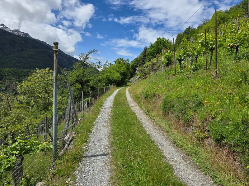 2 Rustici mit grossem Weinberg auch Zweitwohnsitz (22)