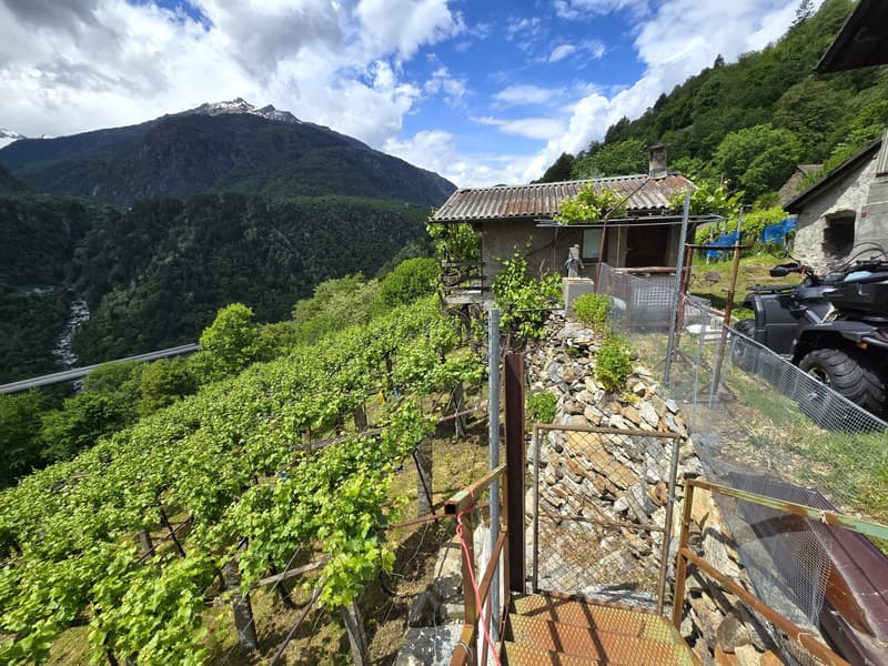 2 Rustici mit grossem Weinberg auch Zweitwohnsitz (2)
