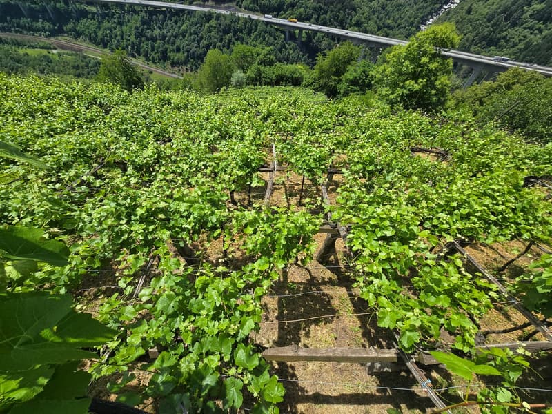 2 Rustici mit grossem Weinberg auch Zweitwohnsitz (15)