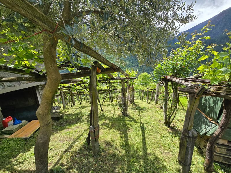 2 Rustici mit grossem Weinberg auch Zweitwohnsitz (13)