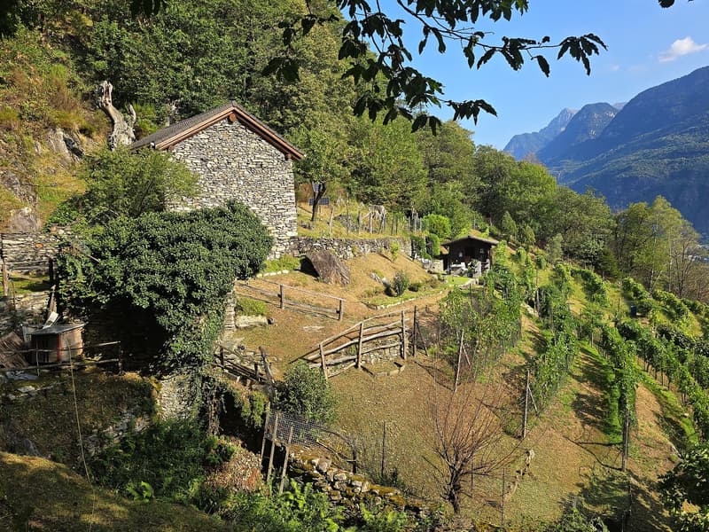 Rustico und Grotto mit grossem Grundstück und schöner Aussicht (2)