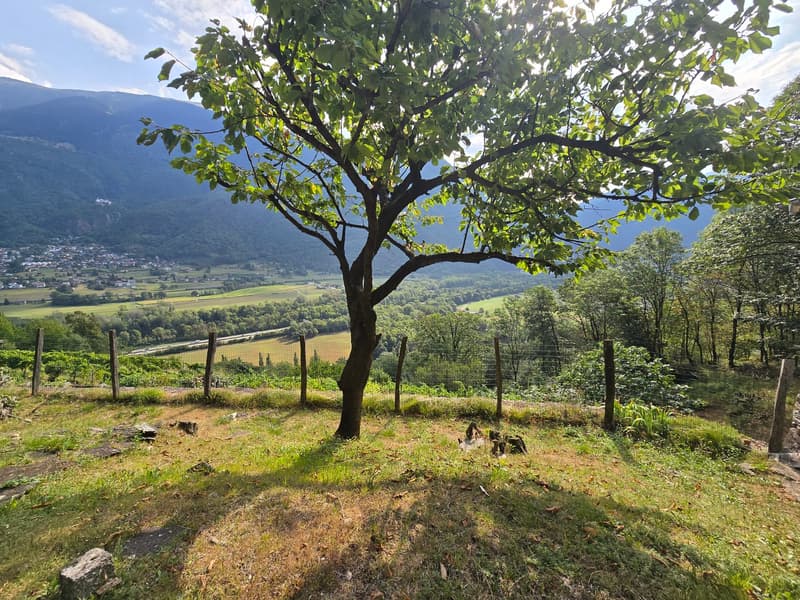 Rustico und Grotto mit grossem Grundstück und schöner Aussicht (22)
