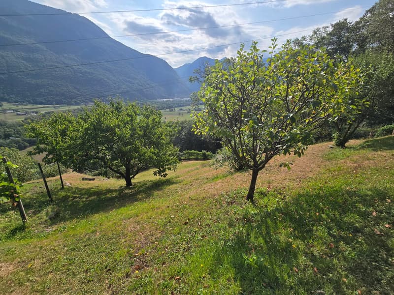 Rustico und Grotto mit grossem Grundstück und schöner Aussicht (24)