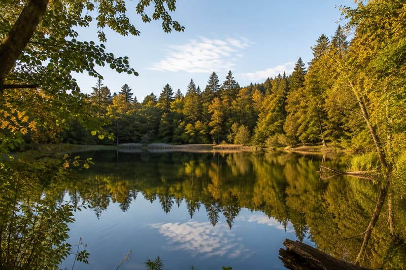 Nur ca. 400 m bis zu idyllischen Natur- und Erholungsgebieten mit Wald, Weiher und Spazierwegen. Die exklusive Lage in Küsnacht verbindet Ruhe, Privatsphäre und naturnahes Wohnen mit hoher Lebensqualität direkt am Zürichsee