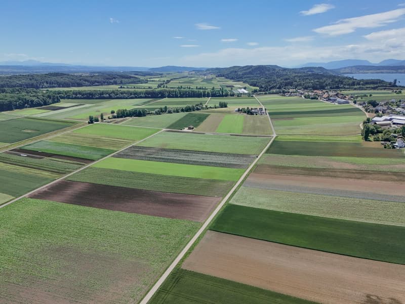 Attraktives Bauland in Täuffelen – 1'567 m² mit Aussicht und Gelegenheit Neues entstehen zu lassen (16)