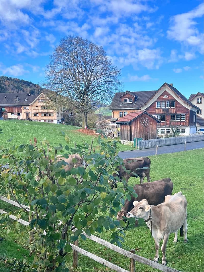 Blick aus dem Küchenfenster
