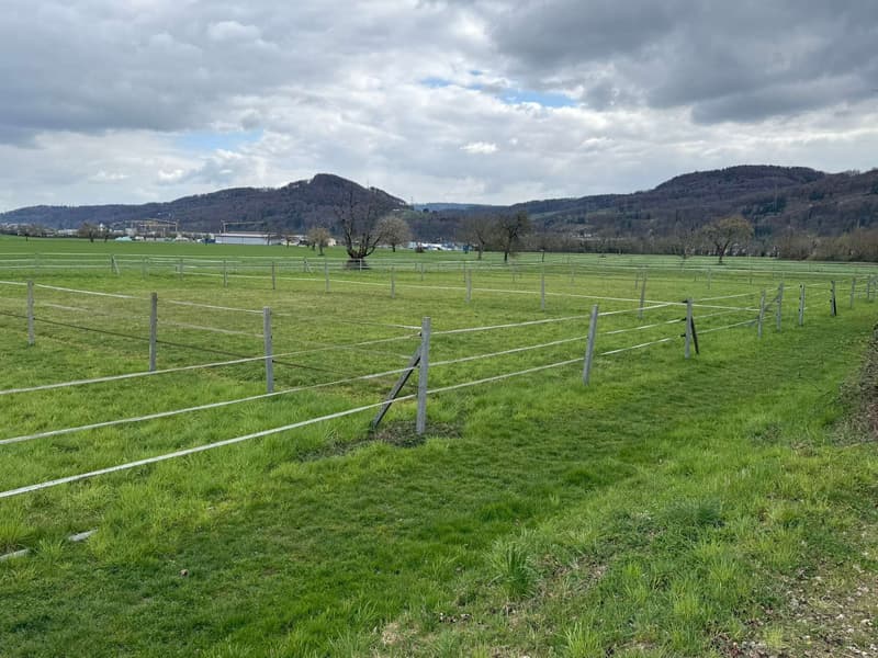 Weiden
