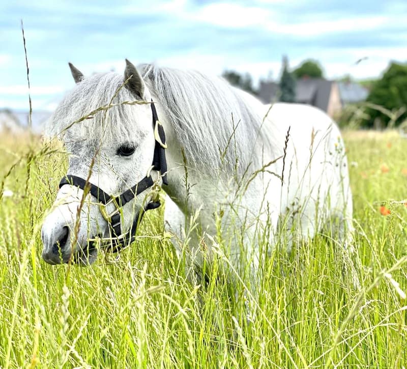 Attraktive Reitanlage