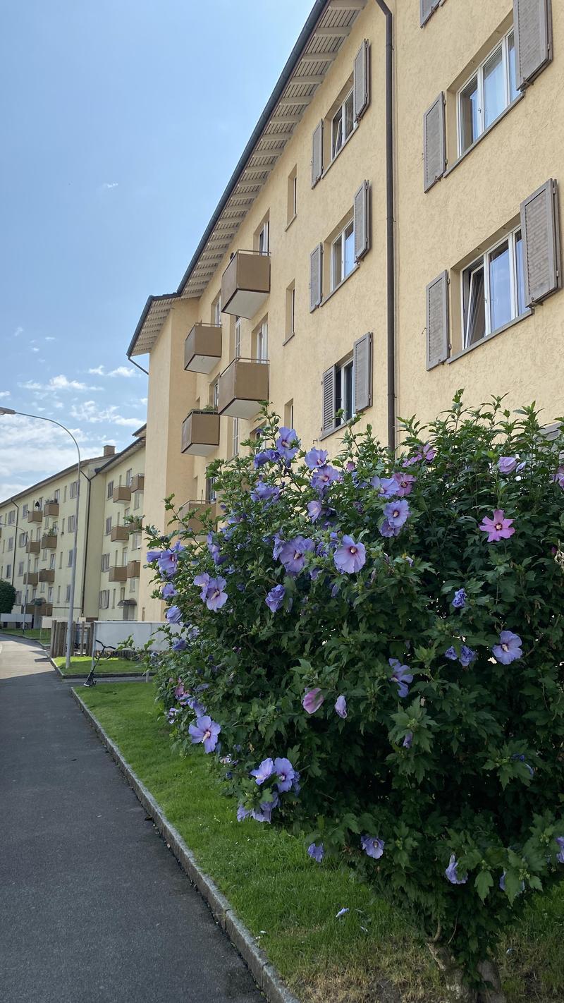 2.0 Zimmerwohnung in Schlieren (1)