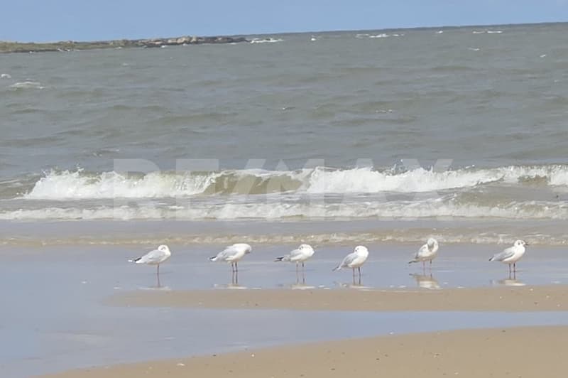 L'Uruguay, la Suisse de l'Amérique du Sud , de superbes terrains à bâtir en bord de mer ! (11)