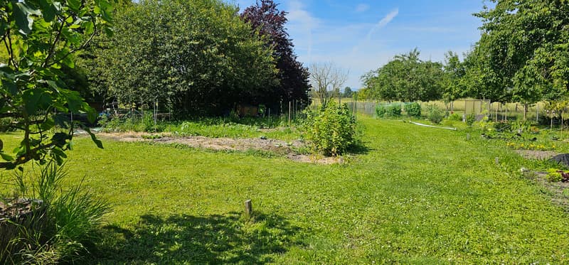 large open grassy area, trees, vegetable plots, pathways