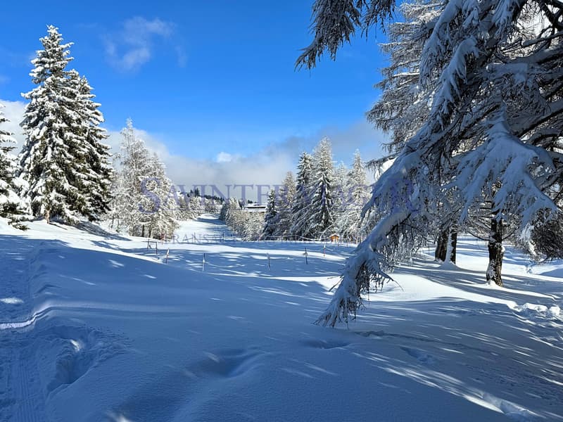 Paysage hivernal