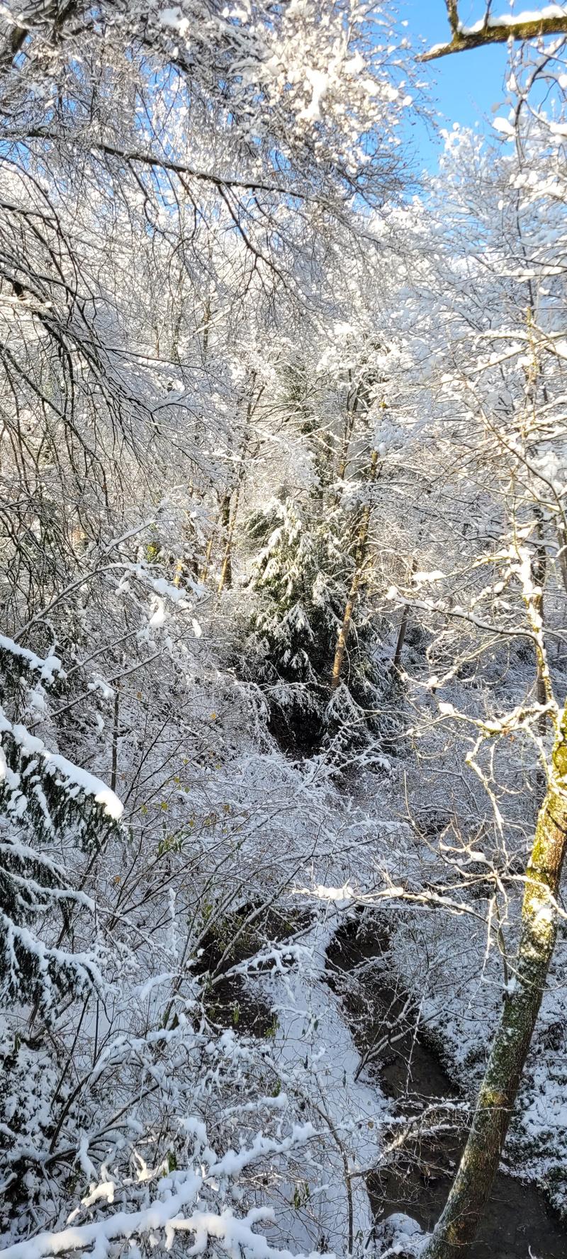 den små elven på skogen med snø