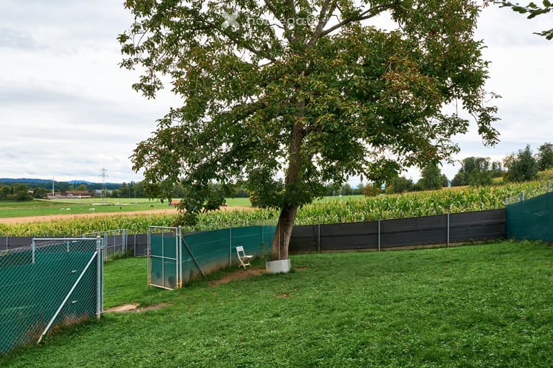 Green lawn with a single tree in the middle, surrounded by a fence. Behind the fence, there is a cornfield and a horse track. A chair is placed under the tree, and there are some buildings in the distance.