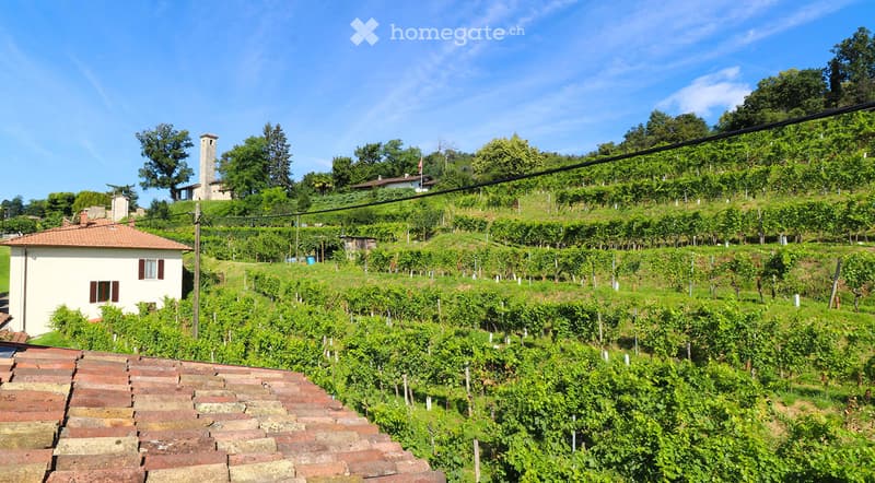 Terraced vineyards with a house at the bottom of the hill.