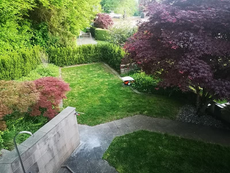 garden with lawn, different types of trees, a concrete pathway, a small wooden fence, a garden hose