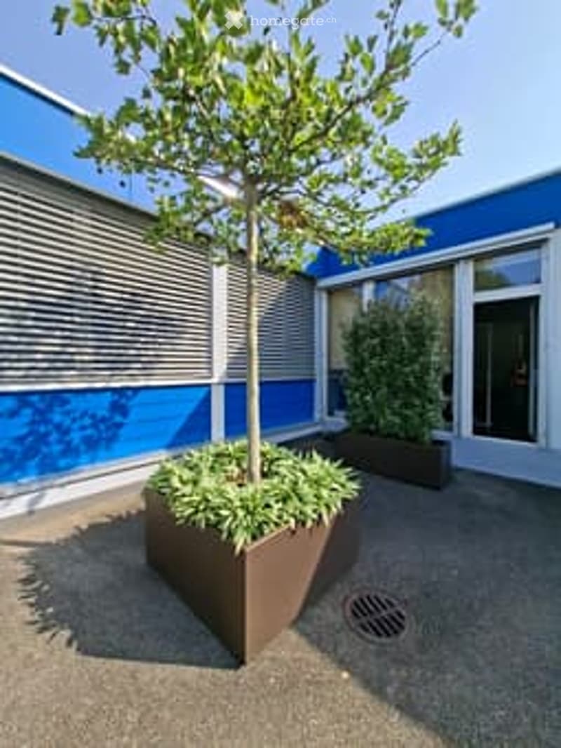 Large planter with a tree and shrub, blue and white building, paved area