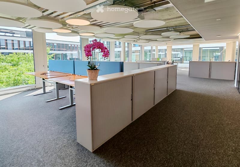 Modern office space with large windows, grey carpet, white cabinets, and a potted orchid on a table.