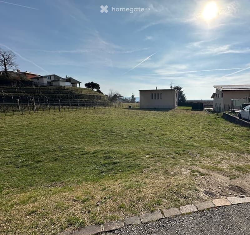 Large grassy area, clear blue sky, two houses in the background, small building in the center, small vineyard