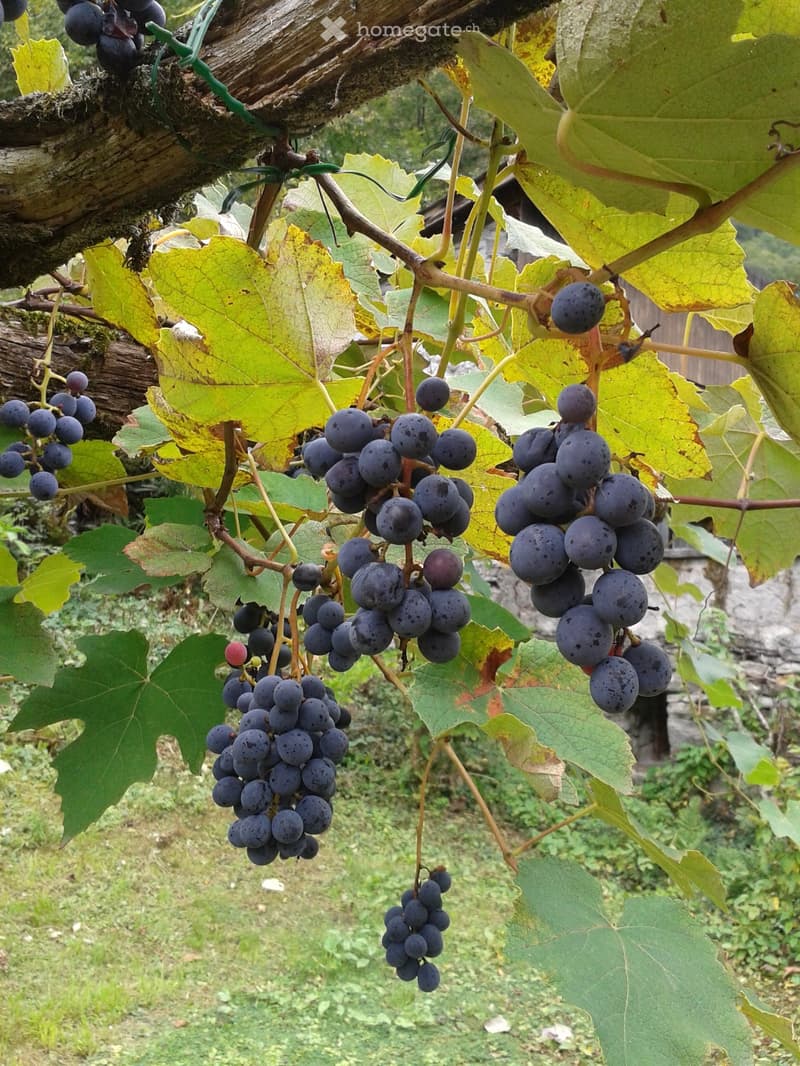 clusters of dark grapes hanging from grapevines, green and yellow leaves on branches, brick wall in the background
