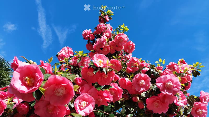 Pink flowers on a tree with blue sky in background