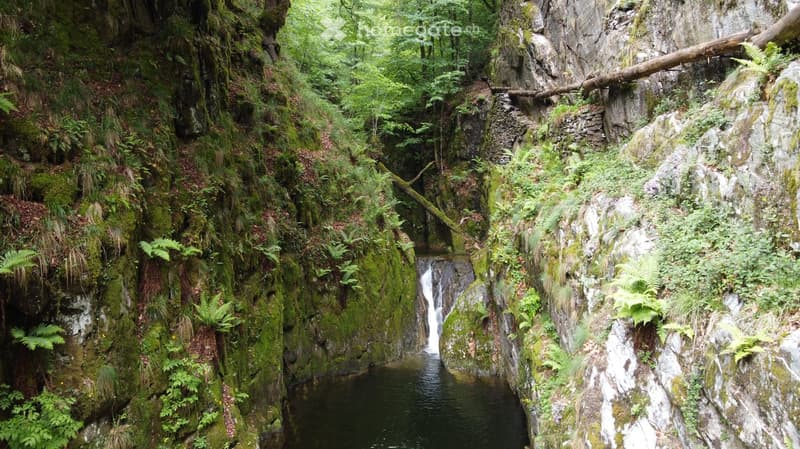 green lush vegetation, trees, mossy rocks, waterfall