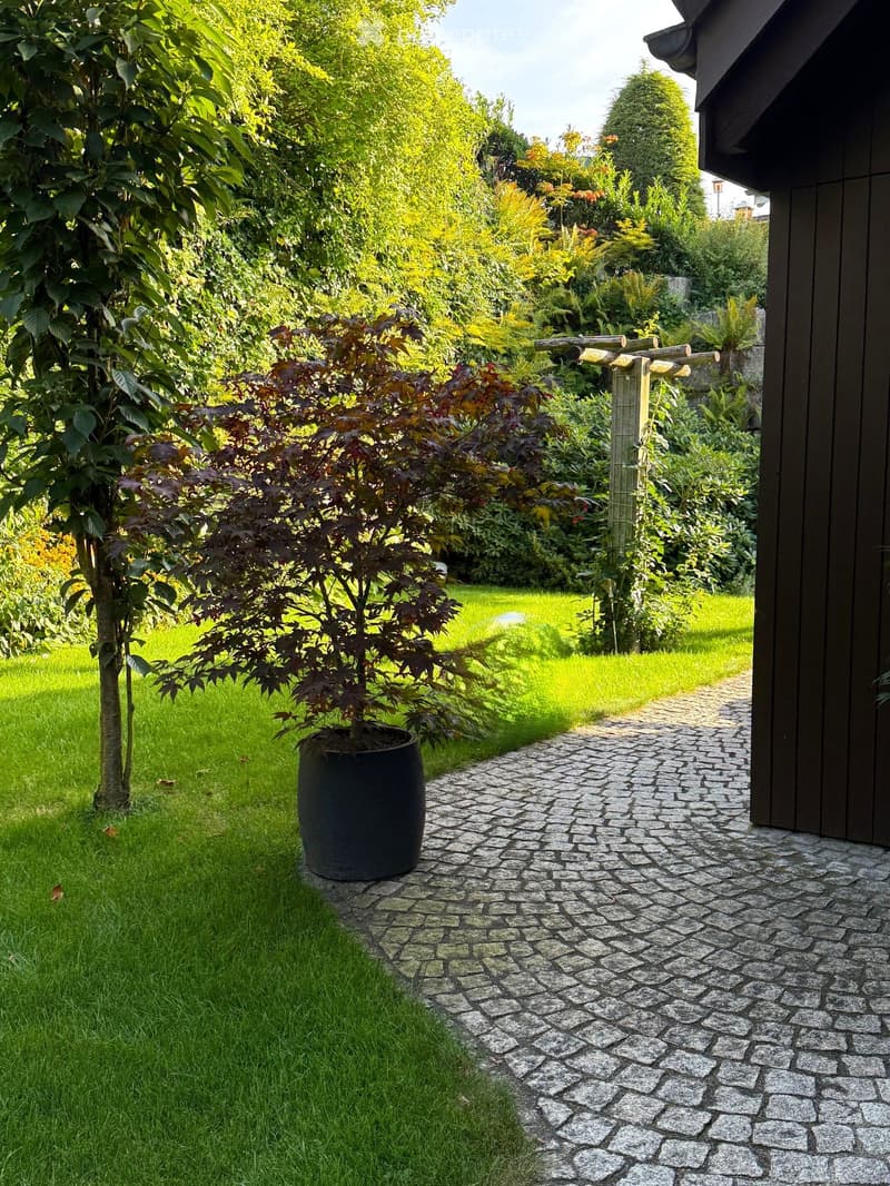A garden with a brick pathway, a tree, a potted plant, and a grassy lawn