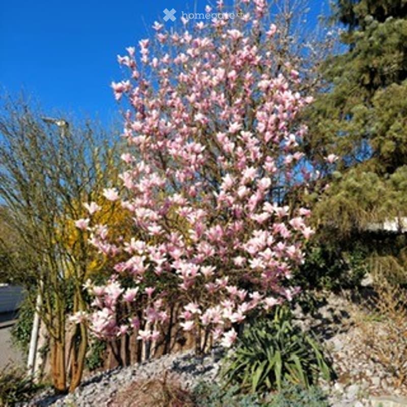A tree with pink flowers, surrounded by rocks, plants, and a wooden fence