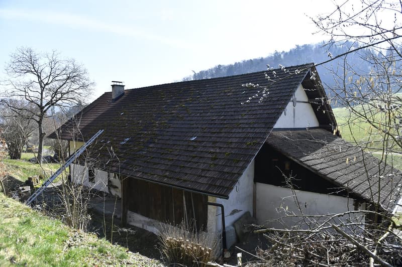 Detached house, brown roof, wooden door, ladder leaning on the wall, surrounded by trees and grass