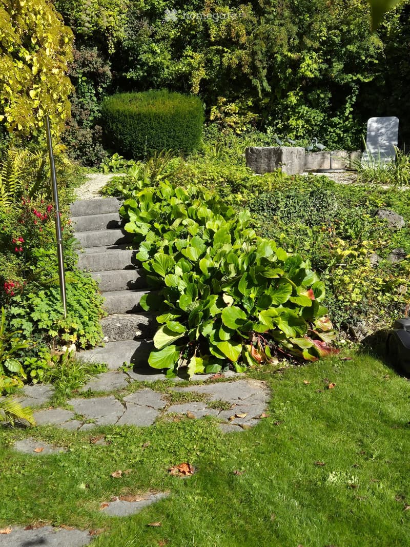 Stone steps leading up to a higher level, surrounded by lush greenery, a large green plant with broad leaves, and a small stone bench in the background.