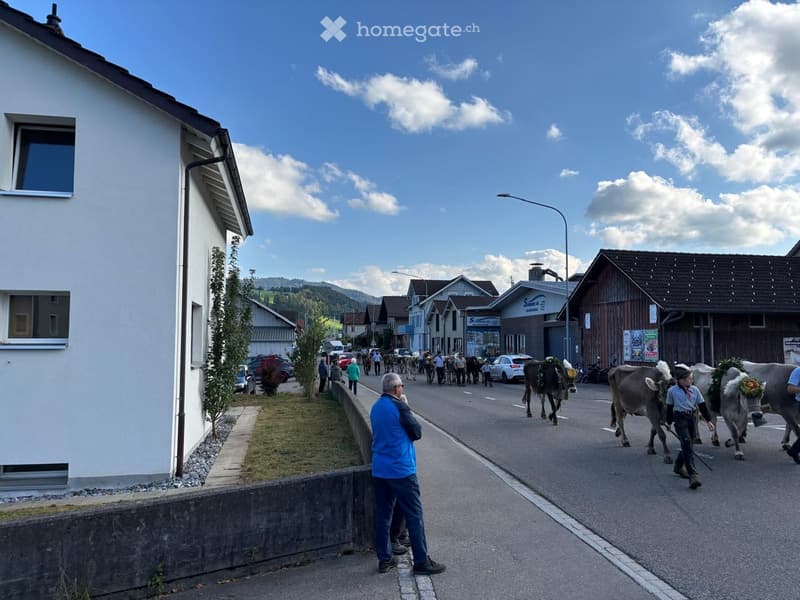 A street with people walking, cows, and buildings on both sides. A man in a blue jacket is standing on the sidewalk.