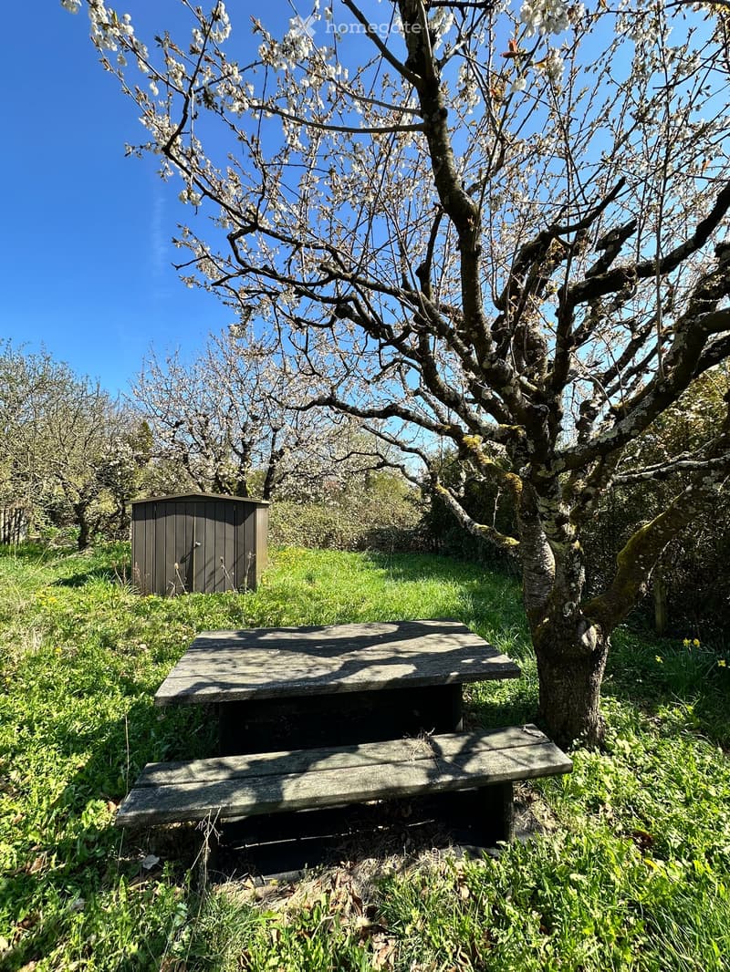 A wooden picnic table and bench under a blooming tree, a small shed in the background, and a grassy field with trees and a clear blue sky.