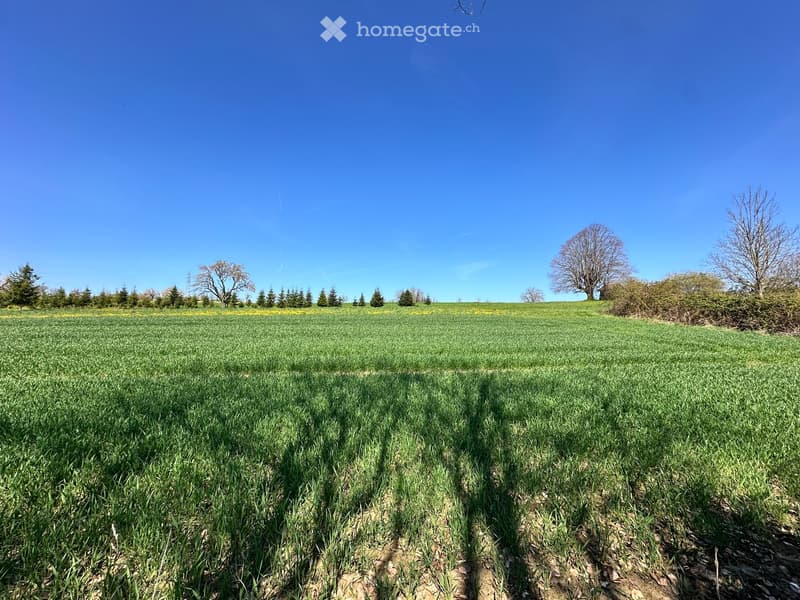 large green field, blue sky, trees, bushes, shadows