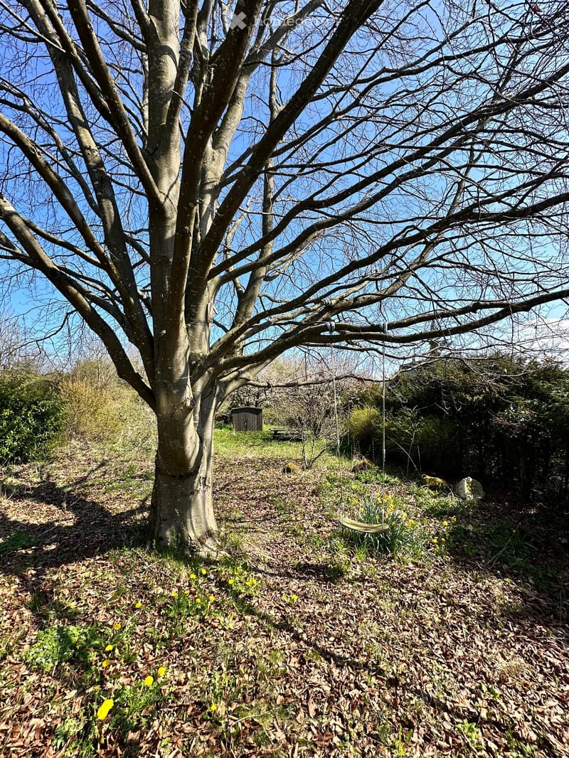 large tree, fallen leaves, small plants, yellow flowers, shed, picnic table