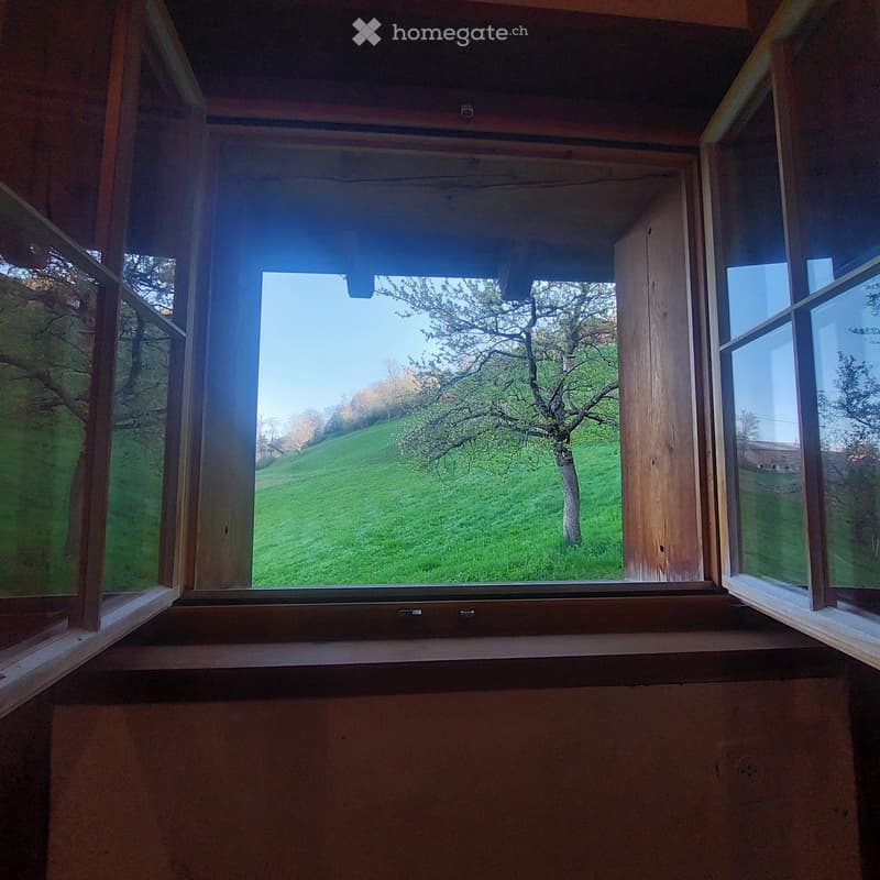 View from the window of a grassy hill with a tree in the middle