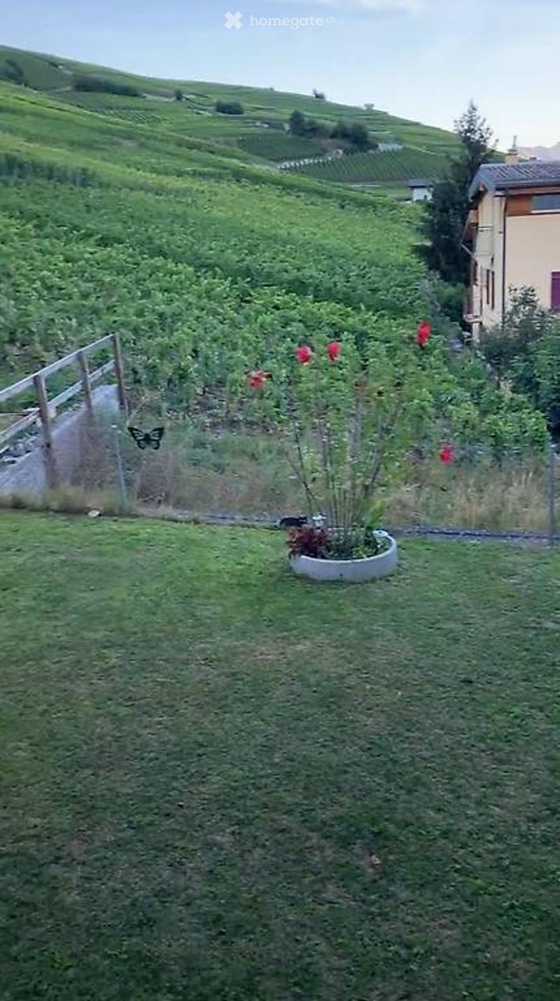 green grass, flower pot, house in the background, hills in the distance