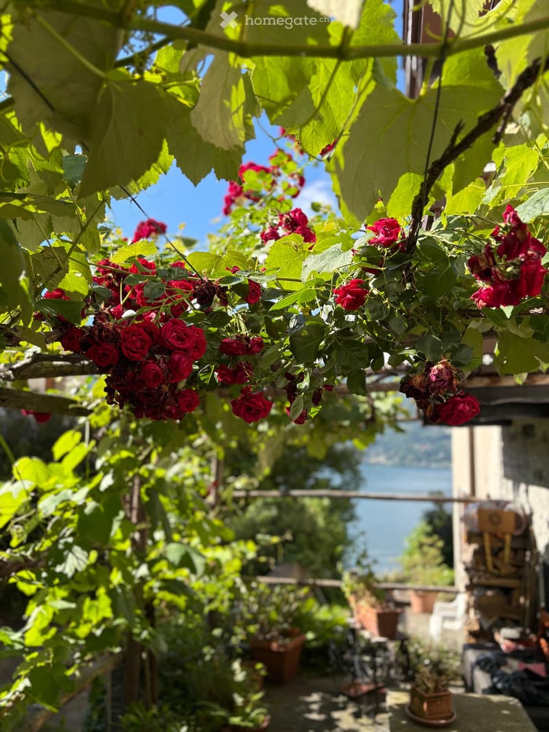 garden with red roses, green leaves, potted plants, wooden structure, view of the lake