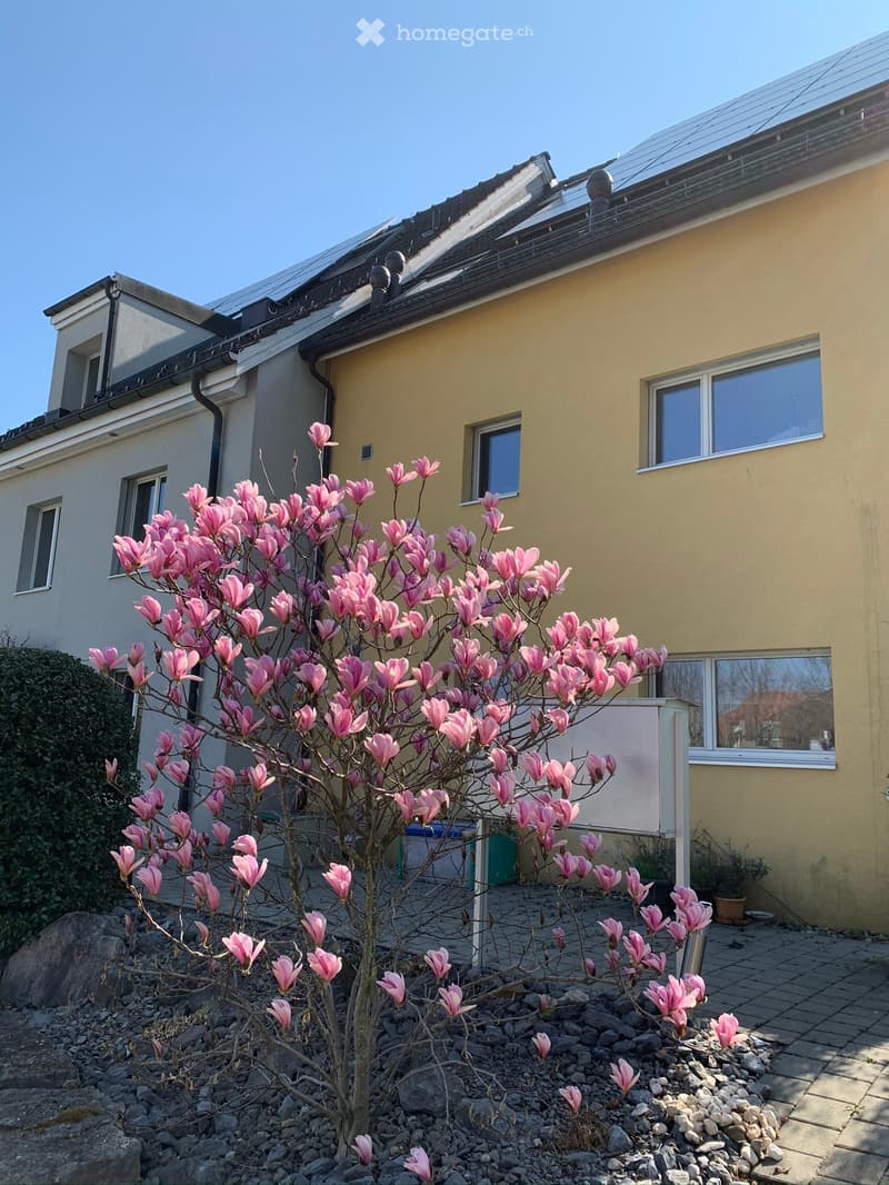A small tree with pink flowers in front of a yellow building with solar panels on the roof.