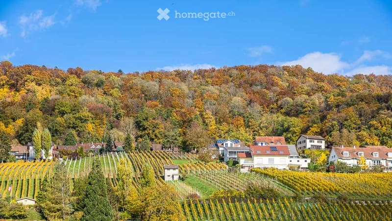 Houses in a vineyard, surrounded by trees, hills, and a clear blue sky