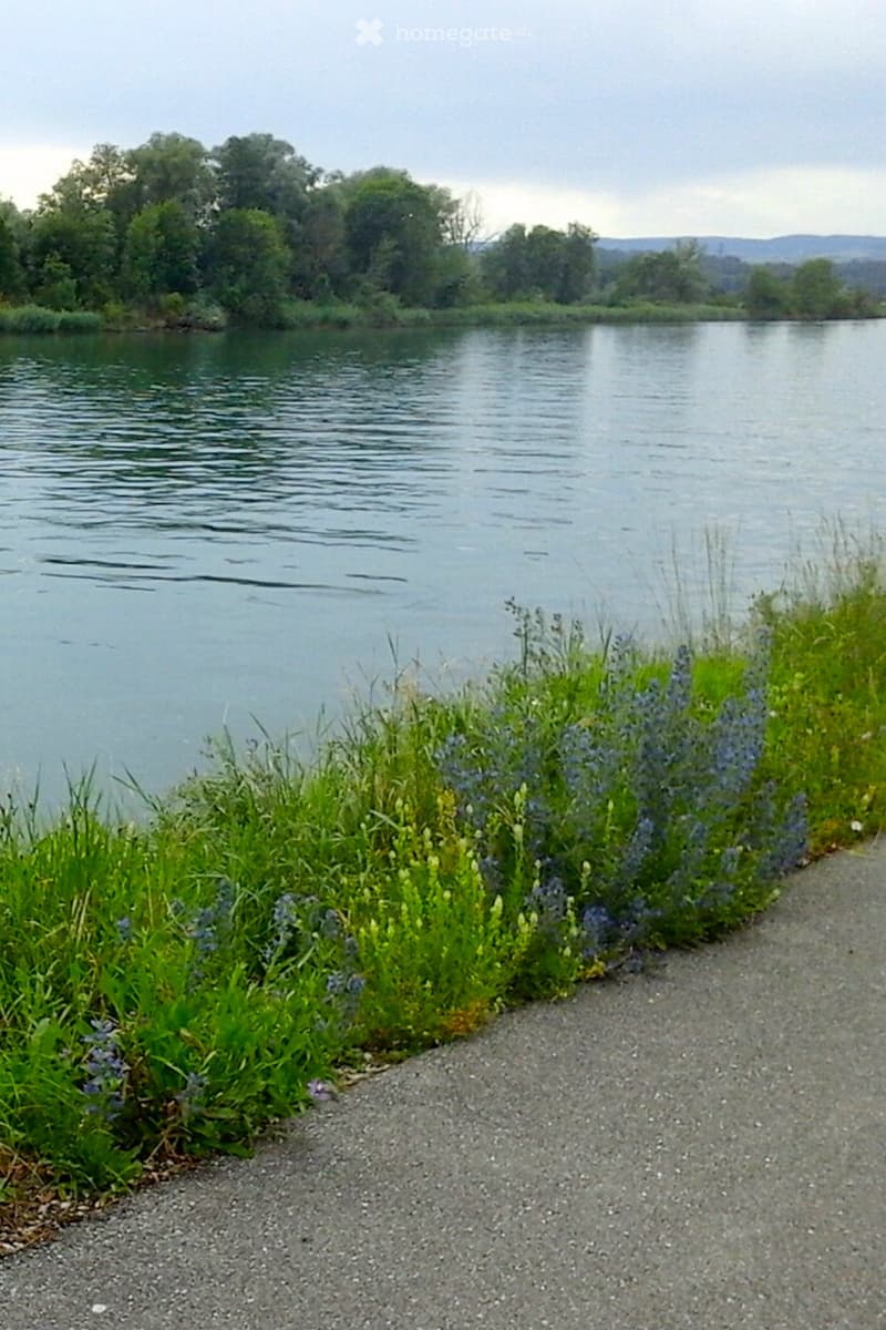 lake, trees, grass, flowers, pathway