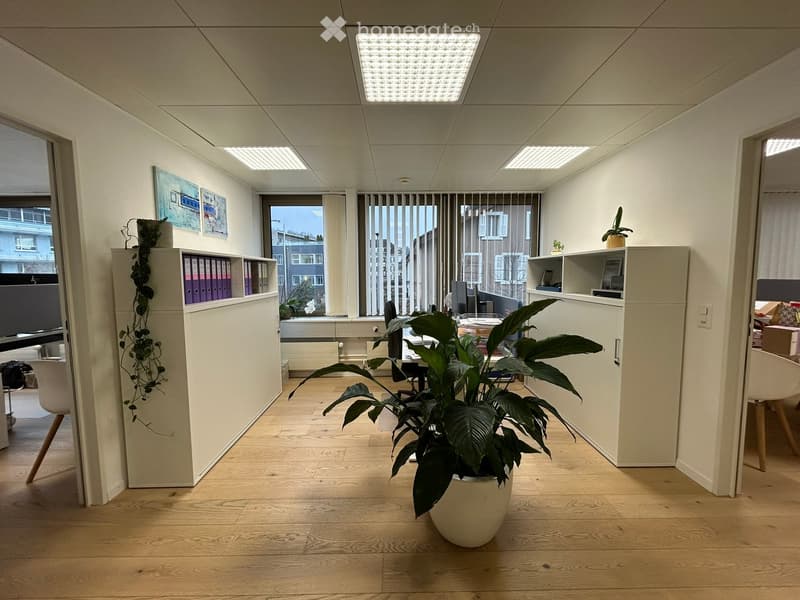 modern office with white walls, wooden floor, large windows, plants, office furniture