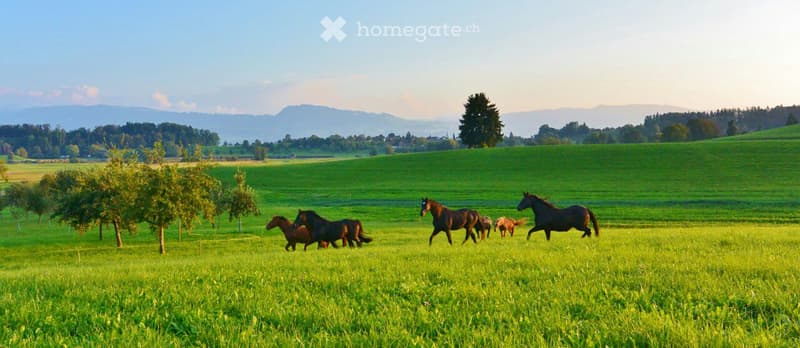 Horses running in a green field with mountains in the background