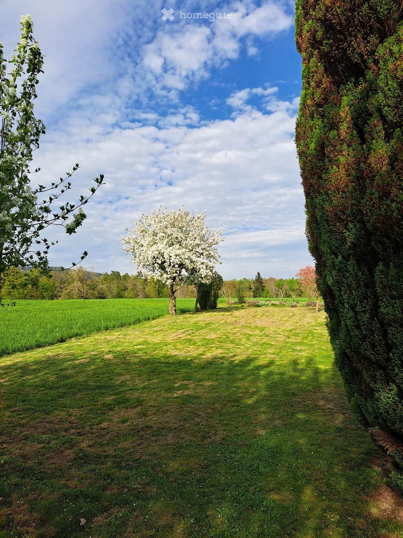 Open grassy field with a tree in the middle, surrounded by hedges, with a view of a green field and blue sky with clouds