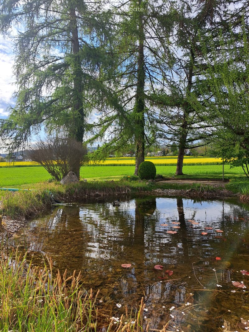 A small pond with water lilies and a duck, surrounded by tall trees and grass, with a view of a green field in the background.