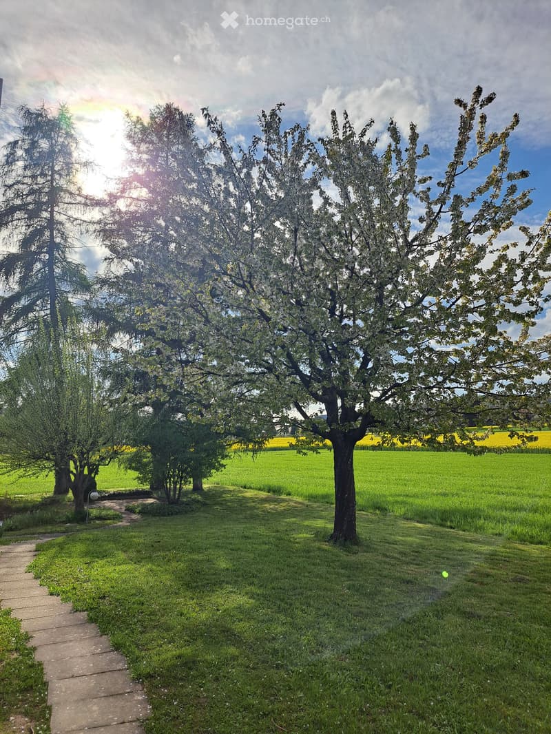 A garden with a pathway leading to a tree, surrounded by green grass and trees, with a field of yellow flowers in the background.