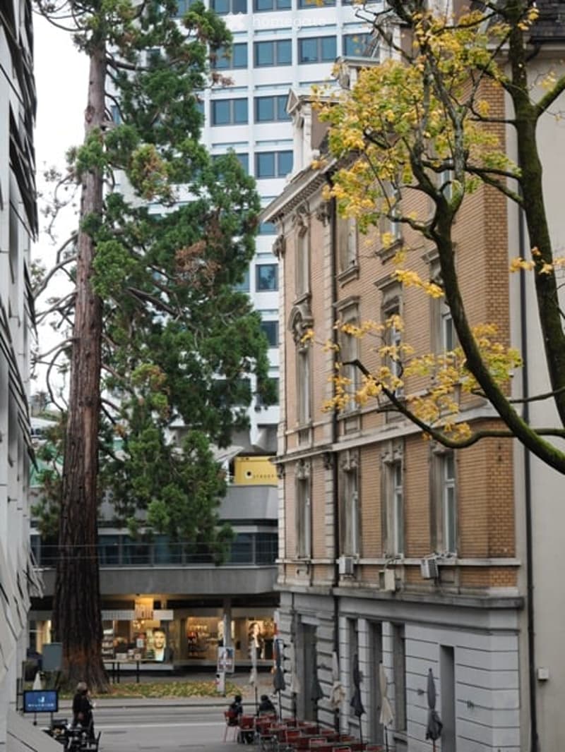 Urban street scene with a tall tree, modern buildings, and outdoor seating area.
