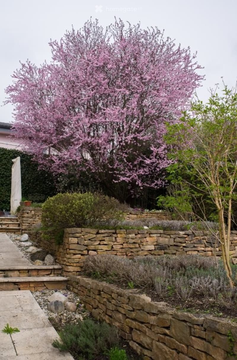 stone retaining wall, stone walkway, a pink blooming tree, various plants