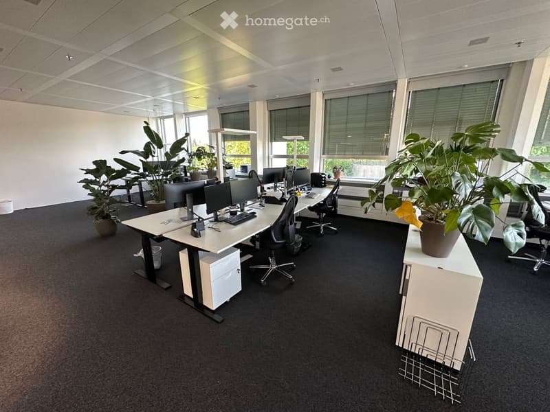 modern office space with desks, chairs, computer monitors, keyboards, potted plants, and a white cabinet