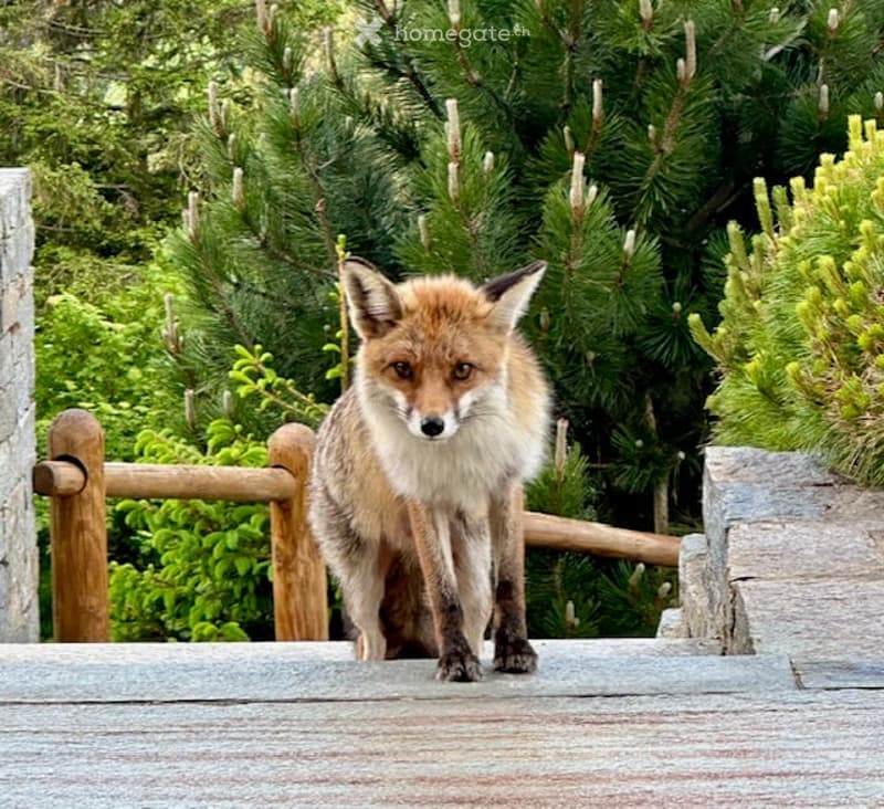 A red fox stands on a wooden deck surrounded by lush green pine trees and shrubs, with a wooden railing visible in the background.